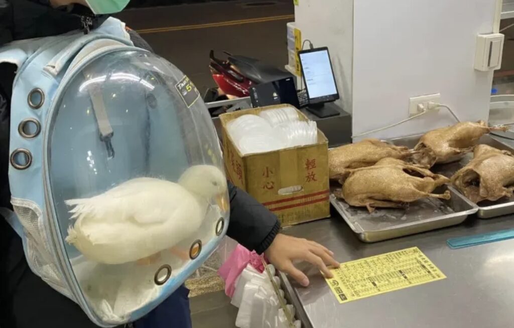 不尋常的探親!飼主帶寵物鴨訪當歸鴨專賣店